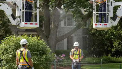 Deer deterrent treatment for trees and landscaping in Saugus, MA by Tree Removal Saugus MA