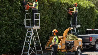 Saugus, MA tree crew removing overgrown shrubs for safe, efficient property clearing