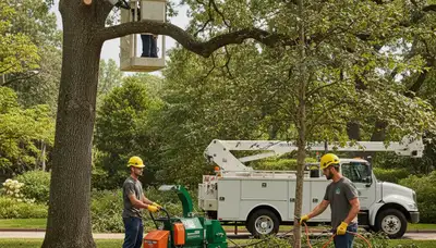 Tree disease treatment in Saugus, MA by Arbor Tree Care for fungus, rot, and declining trees