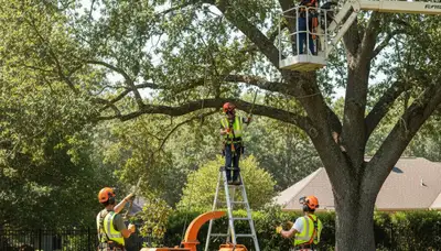 Tree pruning service in Saugus, MA for healthier trees and safer landscapes