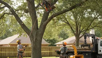 Saugus, MA tree removal crew safely removing a hazardous tree on a residential property