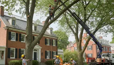 Tree service crew in Saugus, MA handling safe tree removal and trimming for a local property