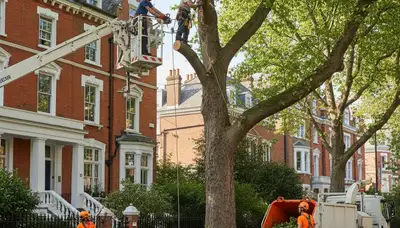 Tree service crew in Saugus, MA providing professional tree removal and trimming services