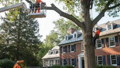 Tree service crew in Saugus, MA performing professional tree removal and trimming on a property