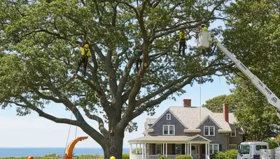 Tree service crew in Saugus, MA providing professional tree removal and trimming services