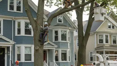 Tree service crew in Saugus, MA performing professional tree removal and trimming work