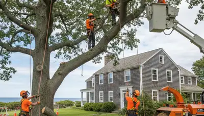Tree removal crew serving Saugus, MA with professional tree service and cleanup