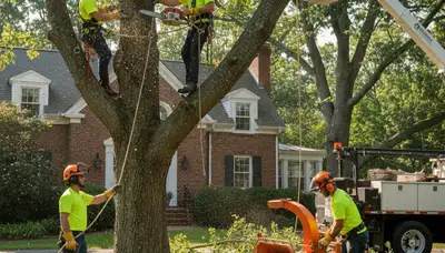 Tree service crew in Saugus, MA providing professional tree removal and trimming services