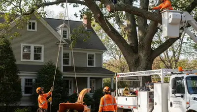 Tree service crew in Saugus, MA providing professional tree removal and trimming work