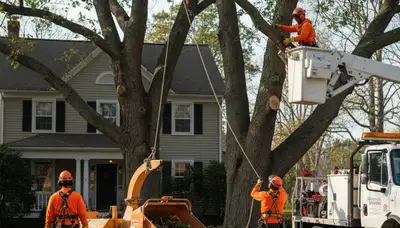 Tree removal crew serving Saugus, MA for safe tree cutting and cleanup